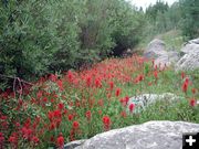 Indian Paintbrush. Photo by Pinedale Online.