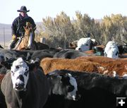 Solon Murdock checks brands. Photo by Pinedale Online.