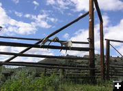 Moose fence. Photo by Pinedale Online.