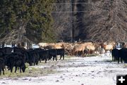 Elk eating cattle hay. Photo by Mark Gocke, Wyoming Game & Fish.