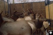 Elk capture pen. Photo by Cat Urbigkit.