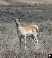 Antelope. Photo by Pinedale Online.