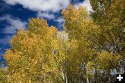 Yellow Aspens. Photo by Dave Bell.