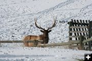 Magestic bull elk. Photo by Lynn Wittlieff .