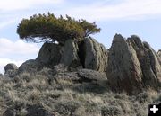 Tree in rock. Photo by Alan Svalberg, Jason Brown.