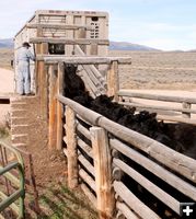 Loading the heifers. Photo by Joy Ufford.