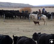 Holding the heifers. Photo by Joy Ufford.