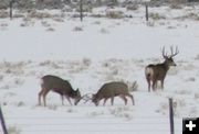 Sparring. Photo by Dawn Ballou, Pinedale Online.