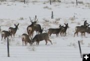 Guard duty. Photo by Dawn Ballou, Pinedale Online.