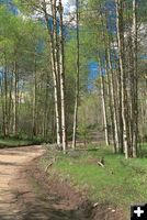 Aspen trees along road in. Photo by Pinedale Online.