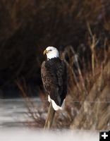 Bald Eagle. Photo by Dave Bell.