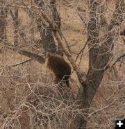 Looking for a meal. Photo by Dawn Ballou, Pinedale Online.