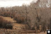 Eating tree bark. Photo by Dawn Ballou, Pinedale Online.