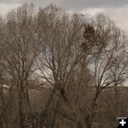 High in a tree. Photo by Dawn Ballou, Pinedale Online.