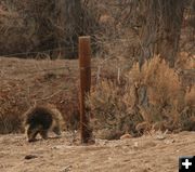 Headed to a tree. Photo by Dawn Ballou, Pinedale Online.