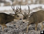 Two Nice Bucks. Photo by Dave Bell.