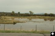 Cottonwood Creek 2. Photo by Dawn Ballou, Pinedale Online.