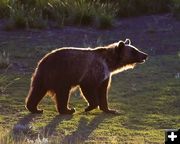 Grizzly. Photo by Dave Bell.