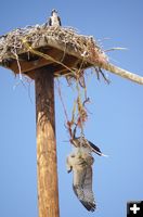 Hanging. Photo by Cat Urbigkit, Pinedale Online.