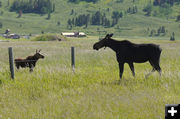 Moose divided. Photo by Paul Ellwood.