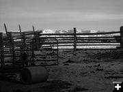 Cow behind the gate. Photo by Gordie Banks.