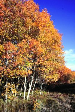 Autumn’s aspens. Photo by Joy Ufford, Sublette Examiner.