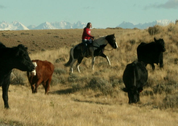 Bringing them around. Photo by Dawn Ballou, Pinedale Online.