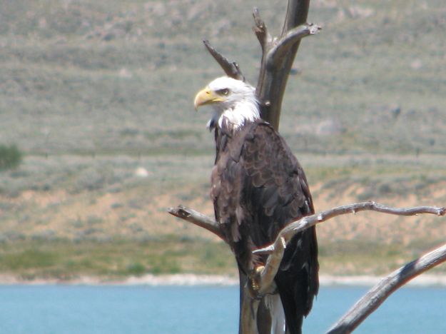Bald Eagle. Photo by Sally Donahue.