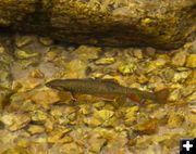 Nice cutthroat, er, brookie. Photo by Dave Bell.