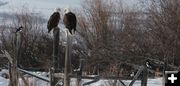 Bald eagles & magpies. Photo by Sid Stanfill.