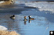 Two visitors. Photo by Pinedale Online.