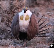 All puffed up. Photo by Jon Colson.