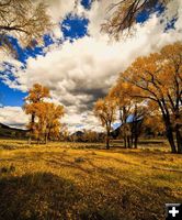 LaMar Cottonwoods. Photo by Dave Bell.