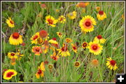 Hill of flowers. Photo by Terry Allen.