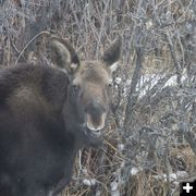 Blind Moose. Photo by Dave Bell.