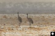 Sandhill cranes. Photo by Dave Bell.