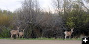 Deer Along the Way. Photo by Terry Allen.