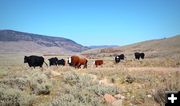 Cattle Drifting. Photo by Terry Allen.