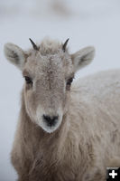 Happy Ewe Near. Photo by Arnold Brokling.