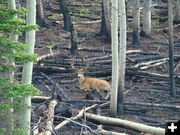 Post burn results. Photo by Bureau of Land Management.