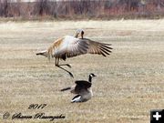 Confused crane. Photo by Sharon Rauenzahn.