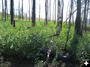 Pine Grove post treatment. Photo by Bureau of Land Management.