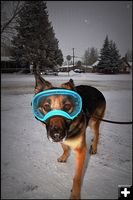 Jerky Hound. Photo by Terry Allen.