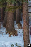 Kits of the Woods. Photo by Dave Bell.