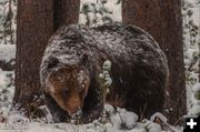 Grizzly. Photo by Dave Bell.