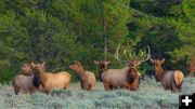 Elk. Photo by Dave Bell.