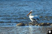 New Fork Pelican. Photo by Dave Bell, Pinedale Online.