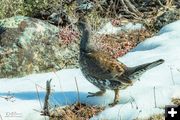 Blue Grouse. Photo by Dave Bell.