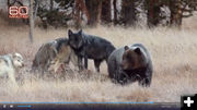 Wolves and Grizzly Bear predators. Photo by 60 Minutes.