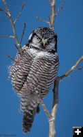 Northern Hawk Owl. Photo by Tony Vitolo.